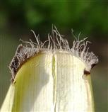  Ligule of stiff hairs